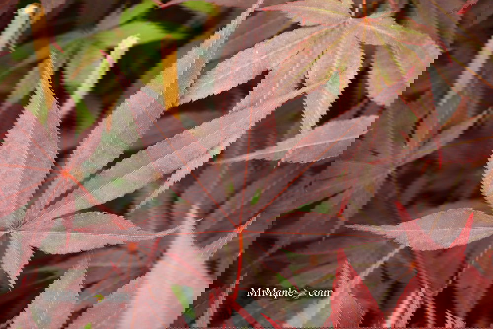 Acer palmatum 'Bloodgood' Red Japanese Maple Tree