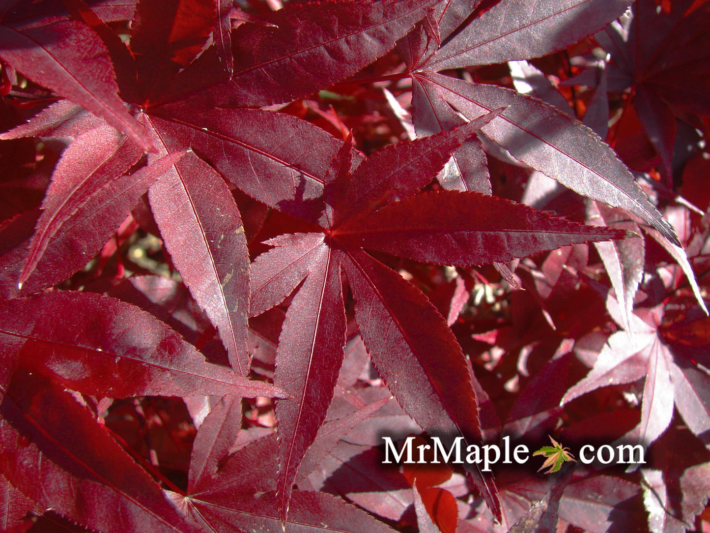 Acer palmatum 'Emperor 1' Japanese Maple Tree