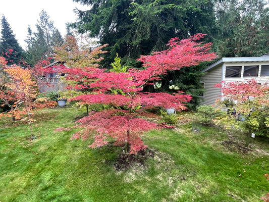 Acer palmatum 'English Lace' Japanese Maple