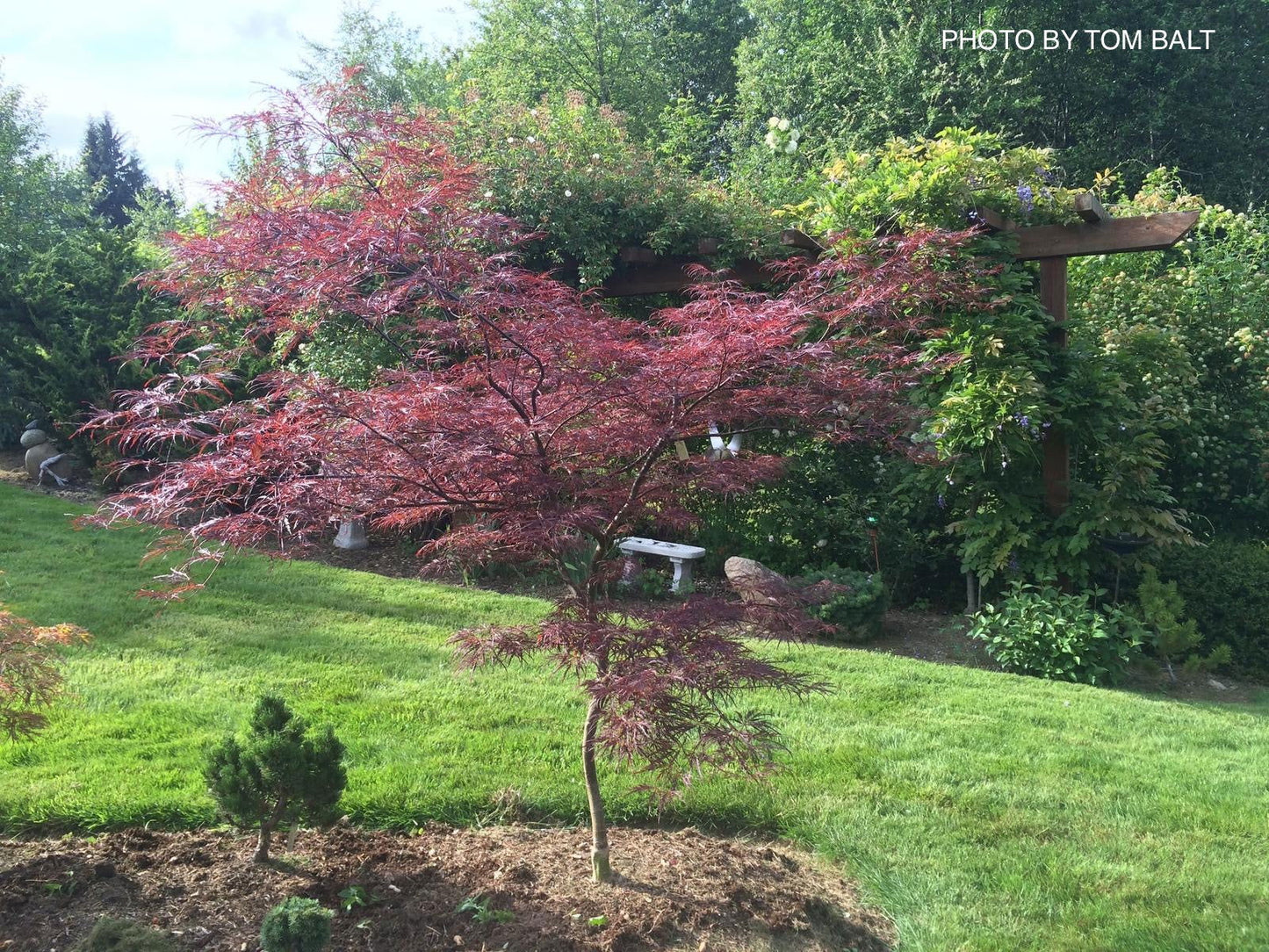Acer palmatum 'English Lace' Japanese Maple