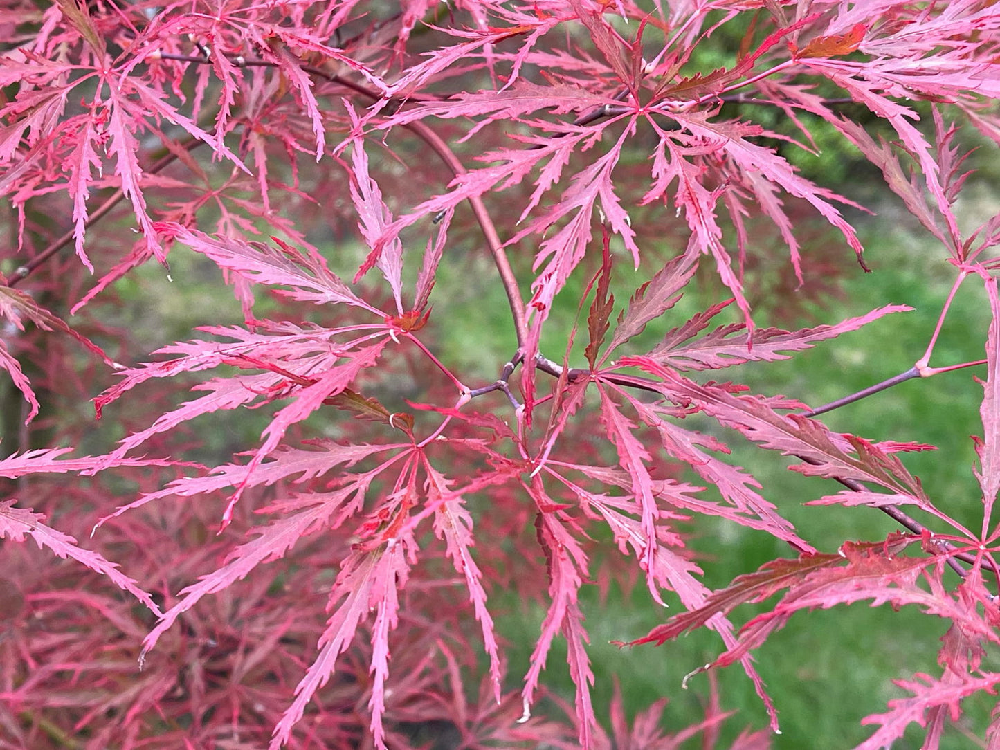 Acer palmatum 'English Lace' Japanese Maple