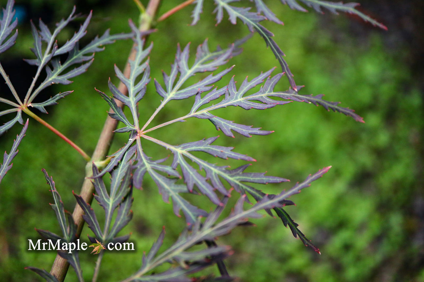 Acer palmatum 'English Lace' Japanese Maple
