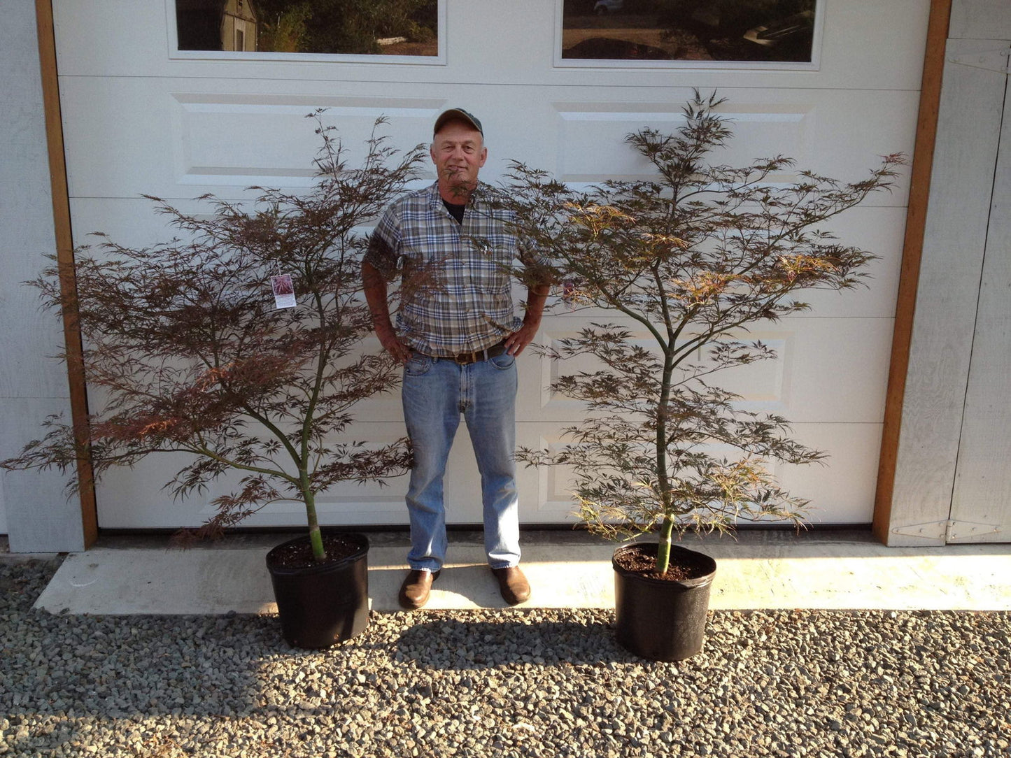 Acer palmatum 'English Lace' Japanese Maple