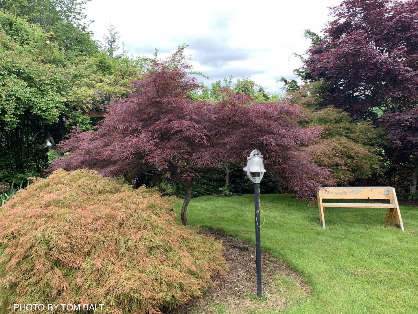 Acer palmatum 'English Lace' Japanese Maple
