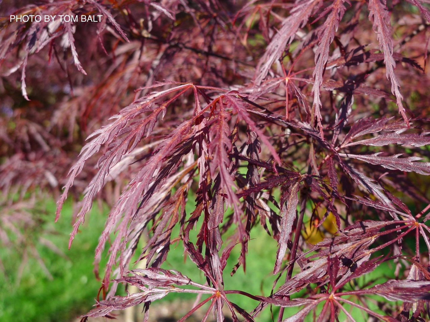 Acer palmatum 'English Lace' Japanese Maple