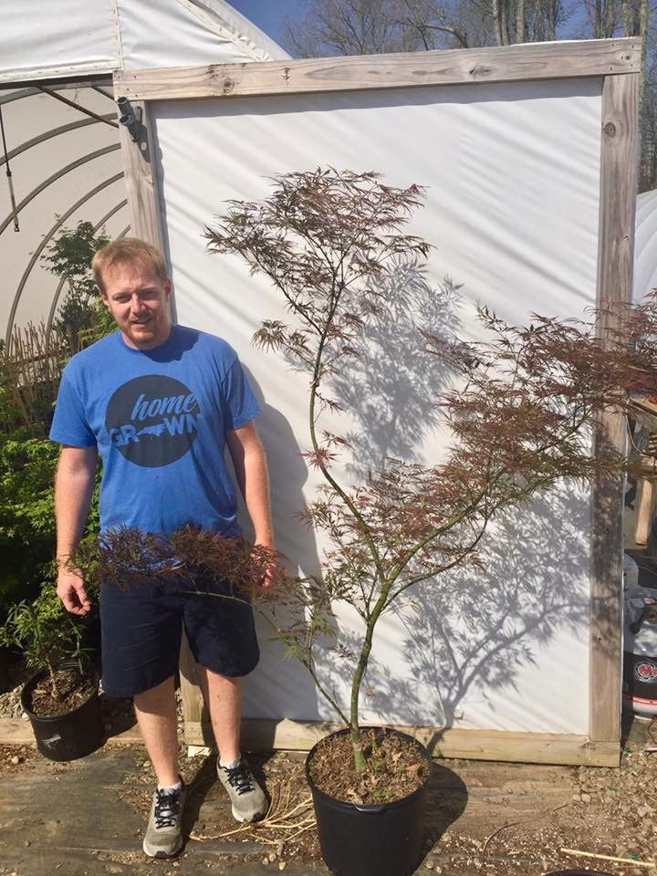 Acer palmatum 'English Lace' Japanese Maple