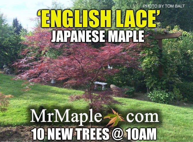 Acer palmatum 'English Lace' Japanese Maple
