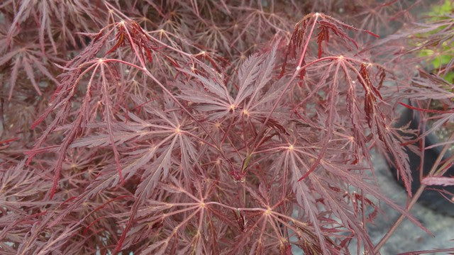 Acer palmatum 'English Lace' Japanese Maple