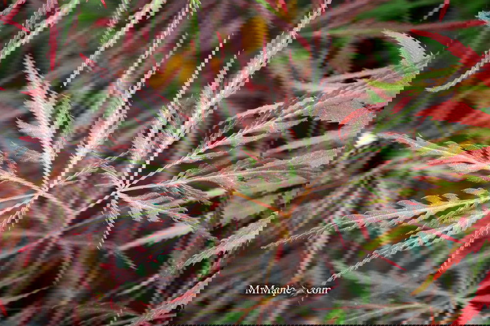 Acer palmatum 'English Lace' Japanese Maple