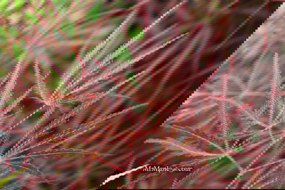 Acer palmatum 'English Lace' Japanese Maple