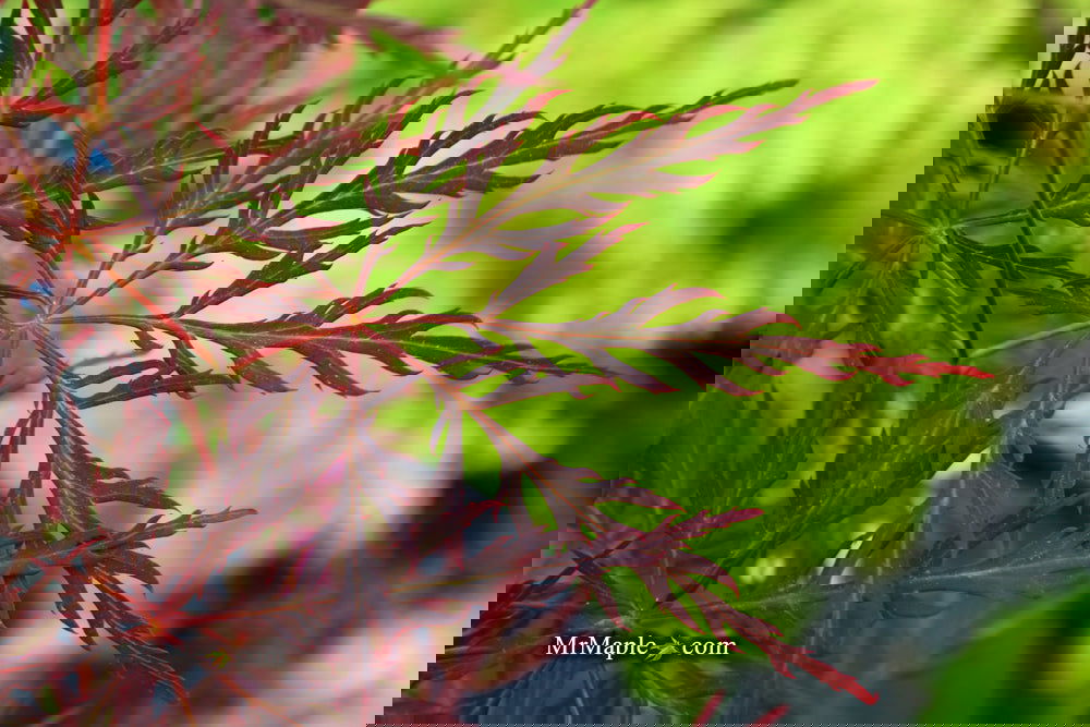 Acer palmatum 'English Lace' Japanese Maple