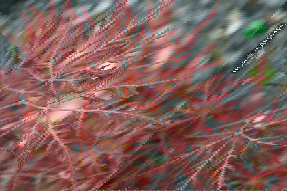 Acer palmatum 'English Lace' Japanese Maple