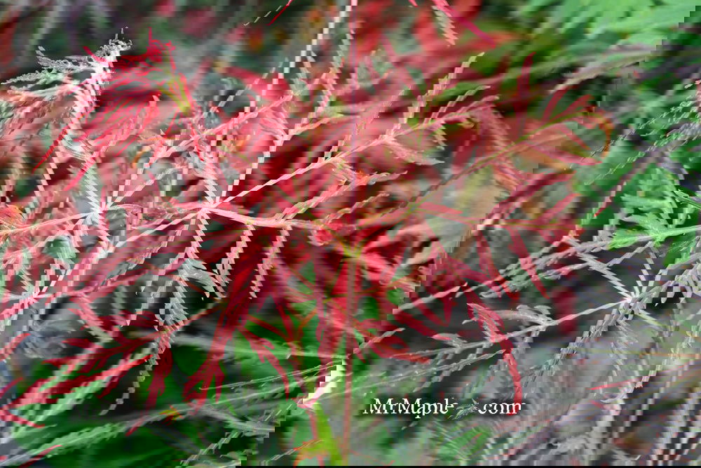 Acer palmatum 'English Lace' Japanese Maple