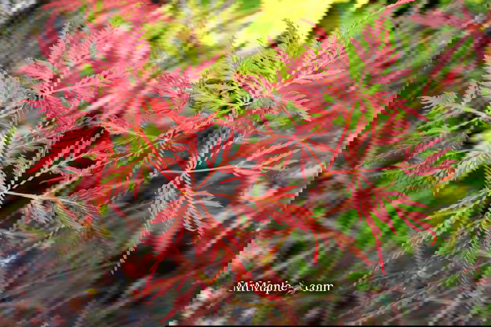 Acer palmatum 'English Lace' Japanese Maple