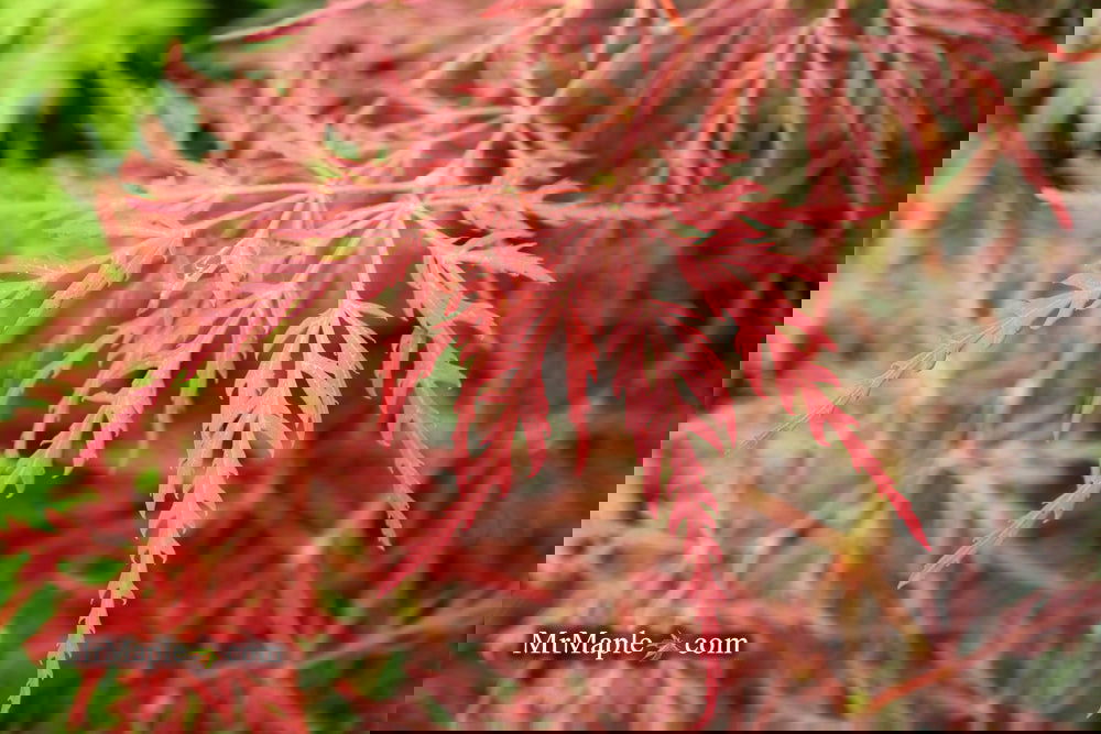 Acer palmatum 'English Lace' Japanese Maple