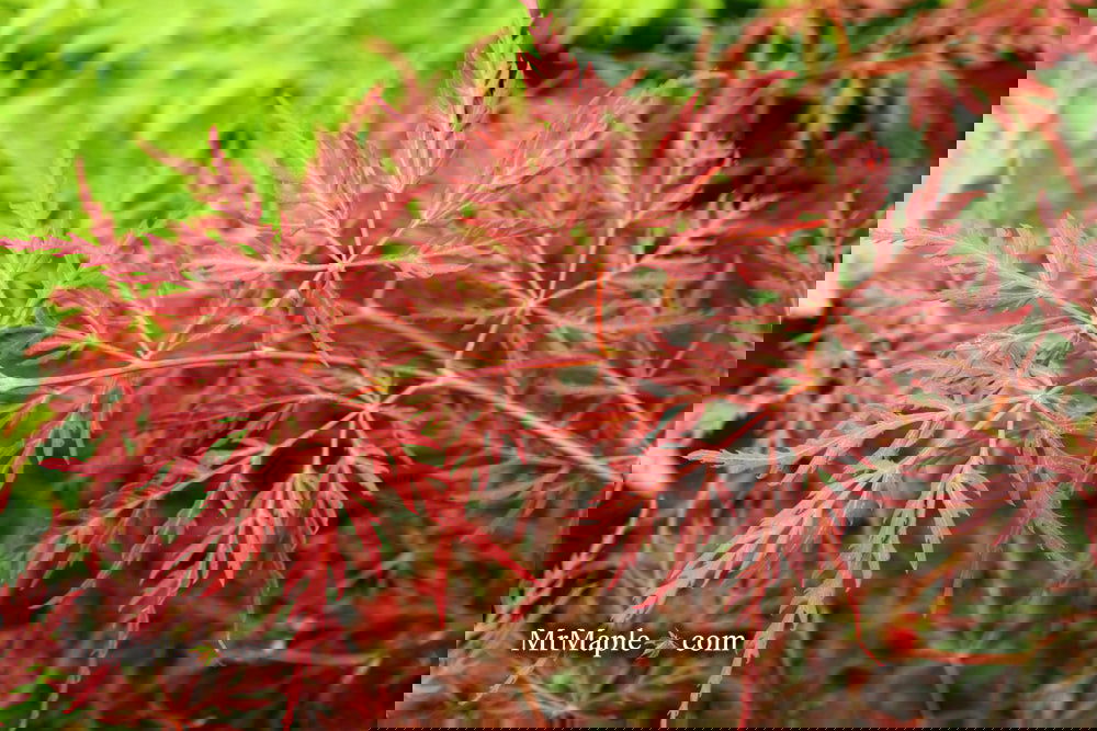 Acer palmatum 'English Lace' Japanese Maple