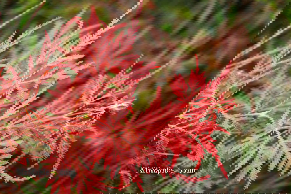 Acer palmatum 'English Lace' Japanese Maple