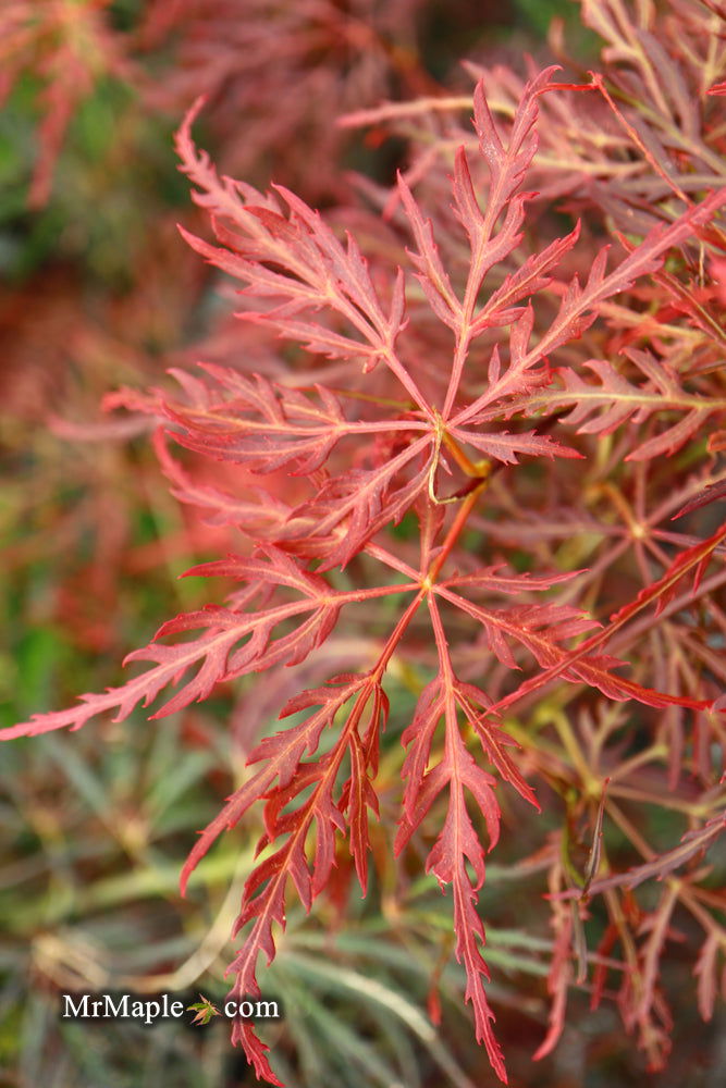 Acer palmatum 'English Lace' Japanese Maple