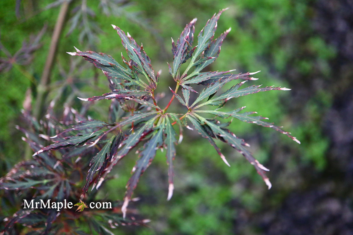Acer palmatum 'English Lace' Japanese Maple