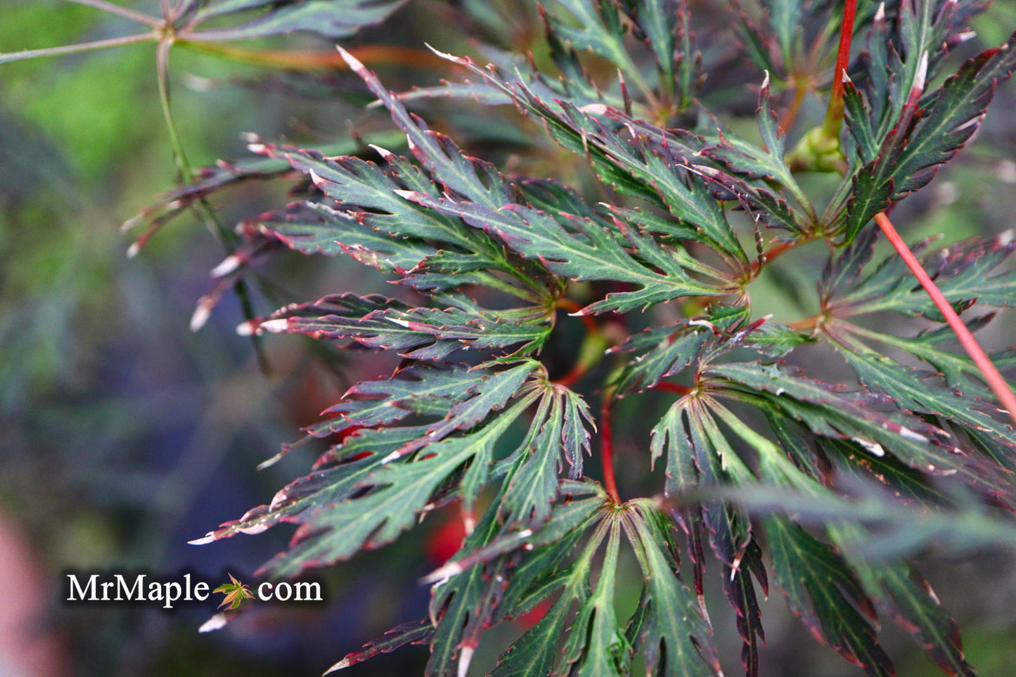 Acer palmatum 'English Lace' Japanese Maple