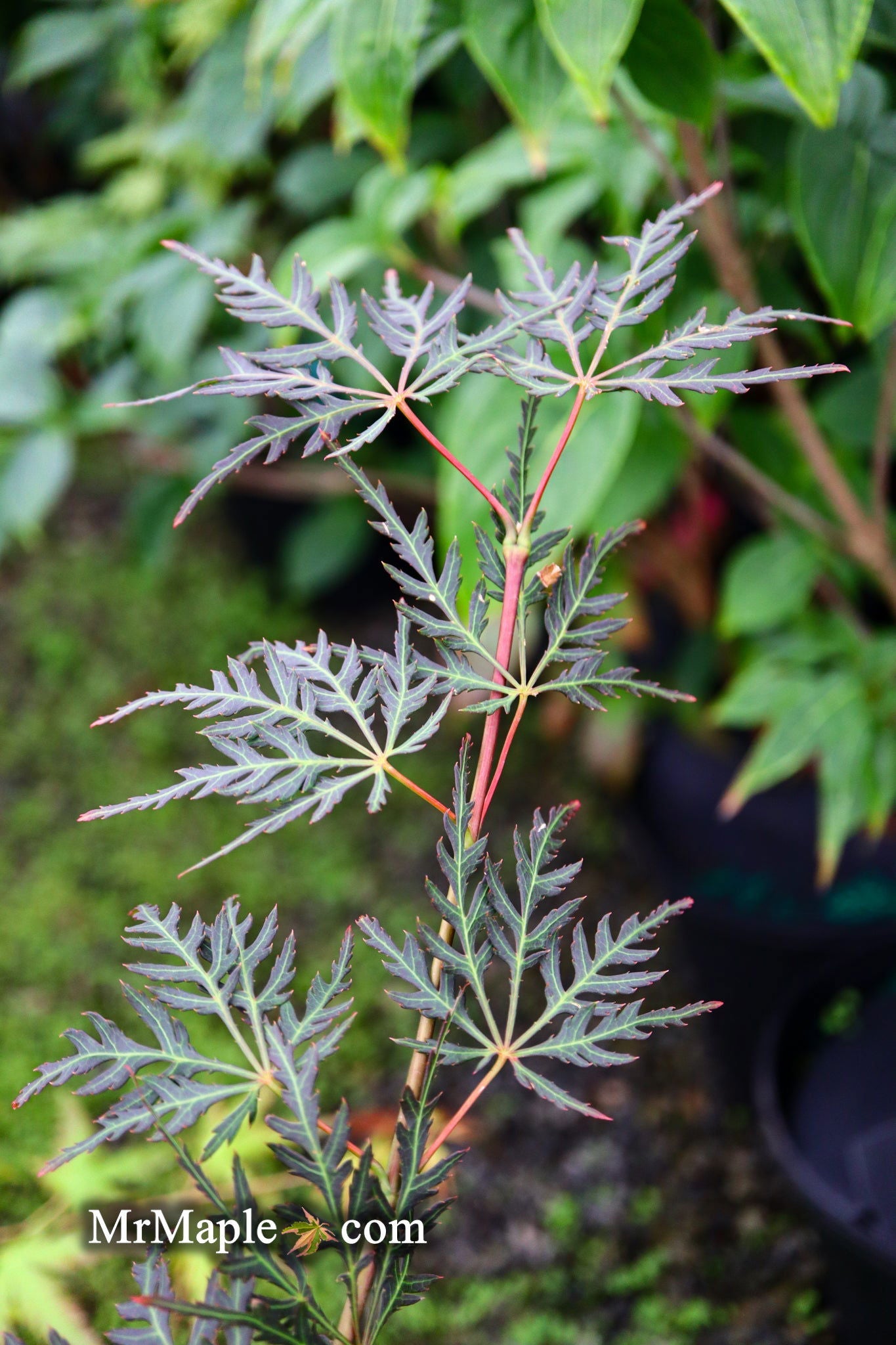Acer palmatum 'English Lace' Japanese Maple