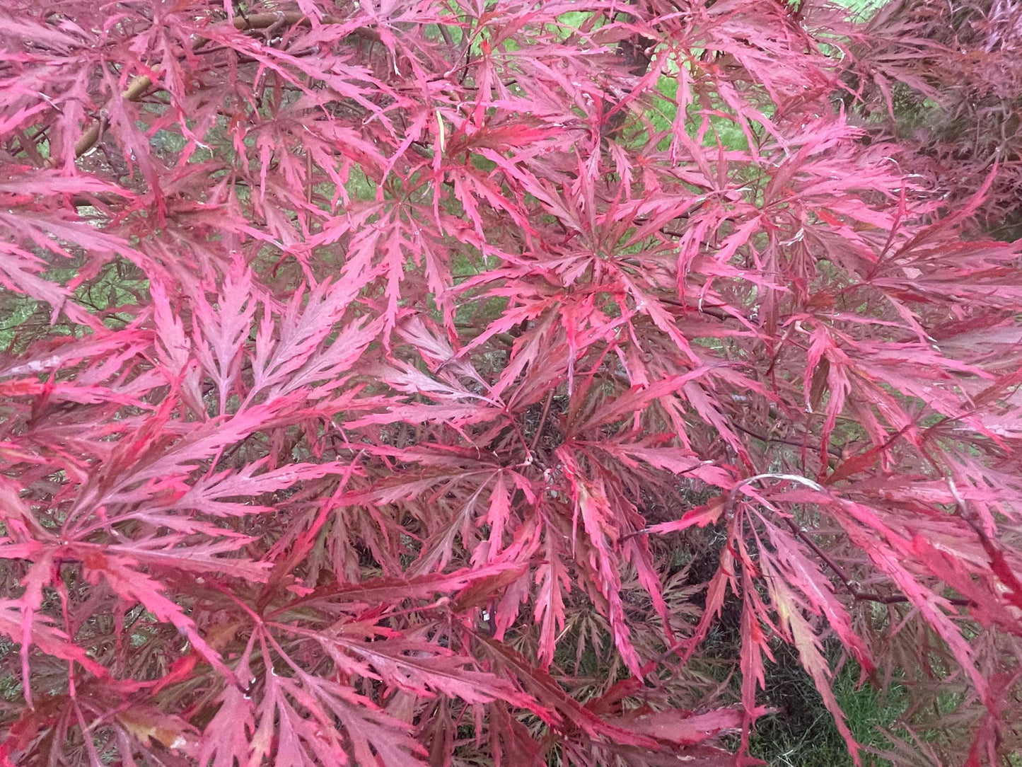 Acer palmatum 'English Lace' Japanese Maple