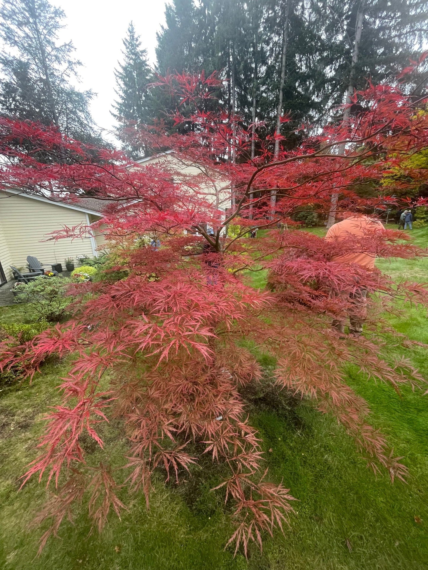 Acer palmatum 'English Lace' Japanese Maple