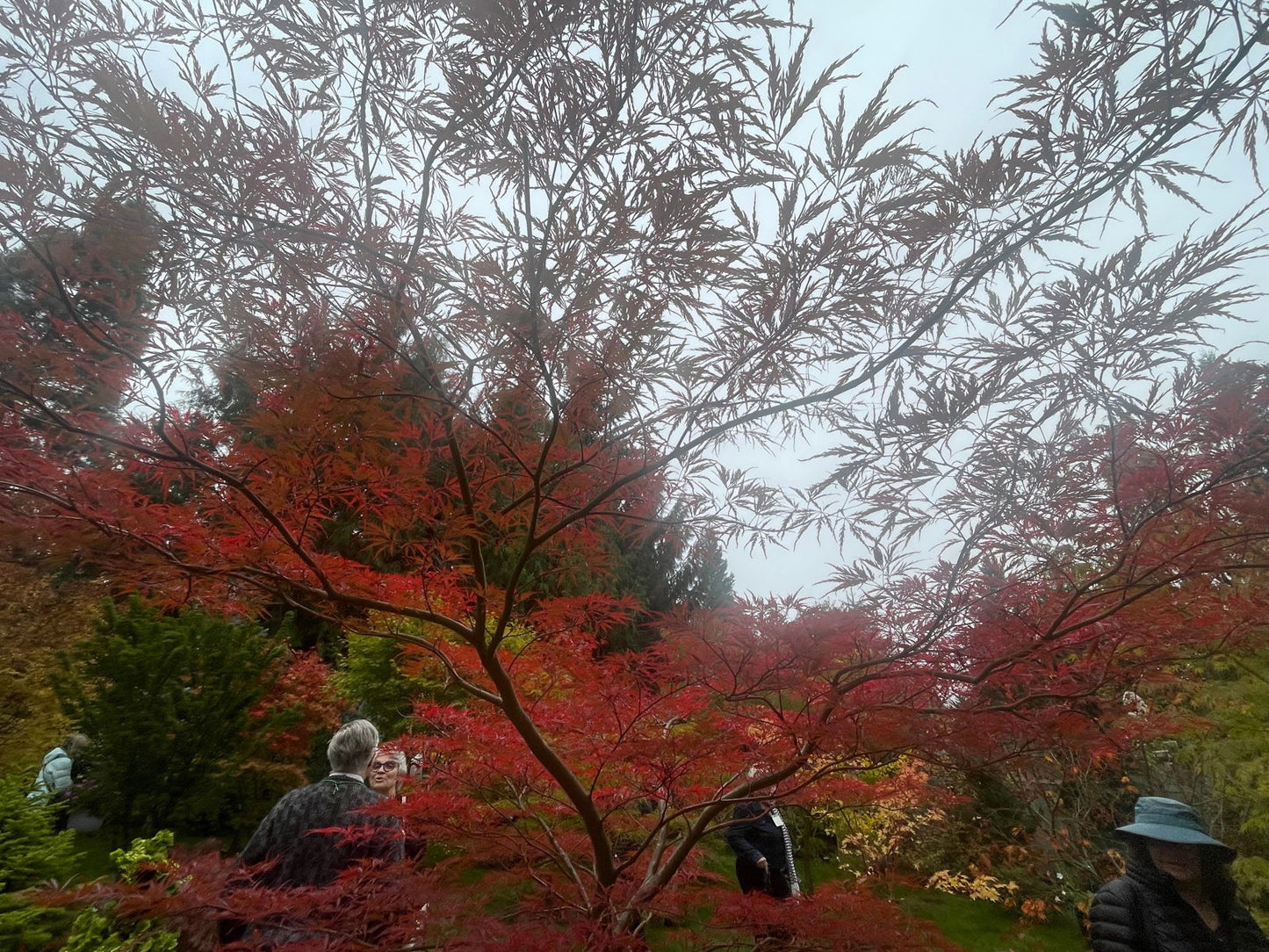 Acer palmatum 'English Lace' Japanese Maple
