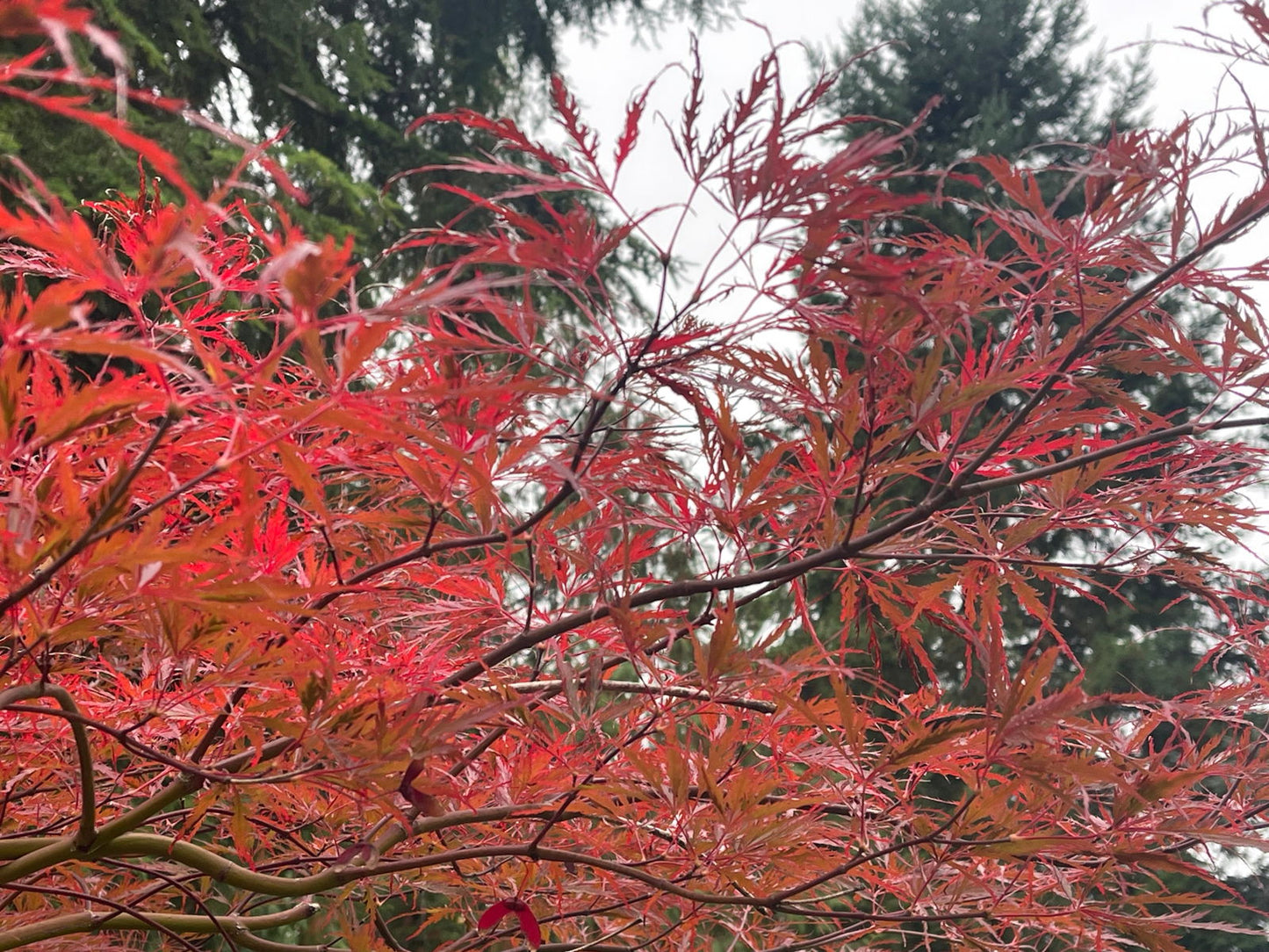 Acer palmatum 'English Lace' Japanese Maple