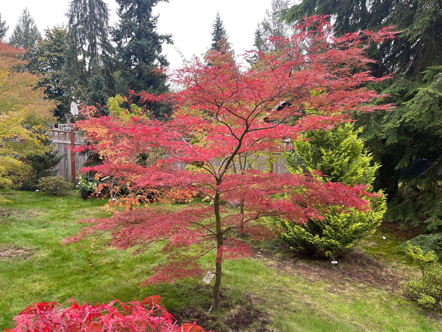 Acer palmatum 'English Lace' Japanese Maple