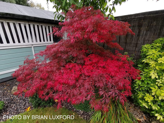 Acer palmatum 'Garnet' Japanese Maple
