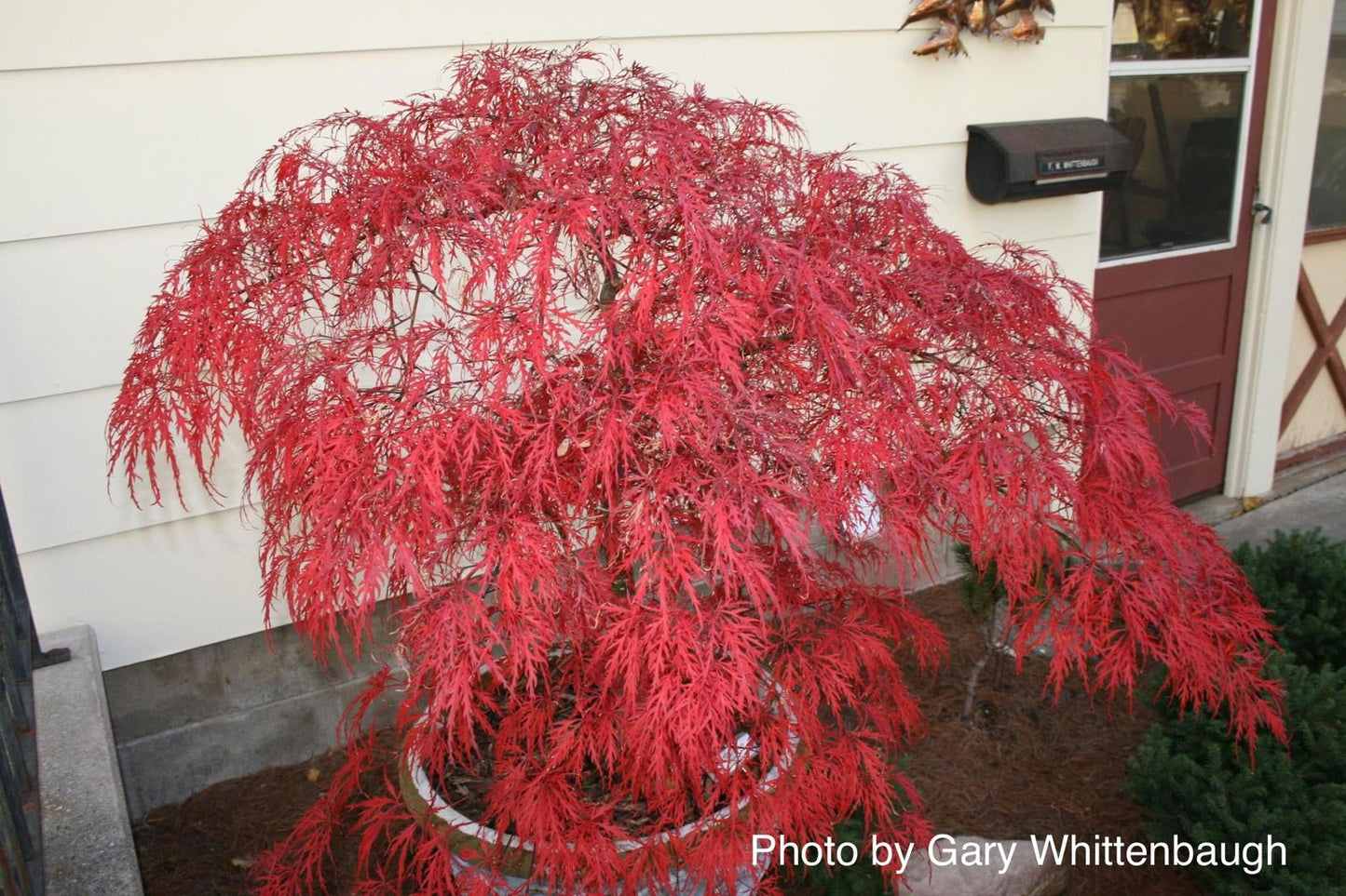 Acer palmatum 'Garnet' Japanese Maple