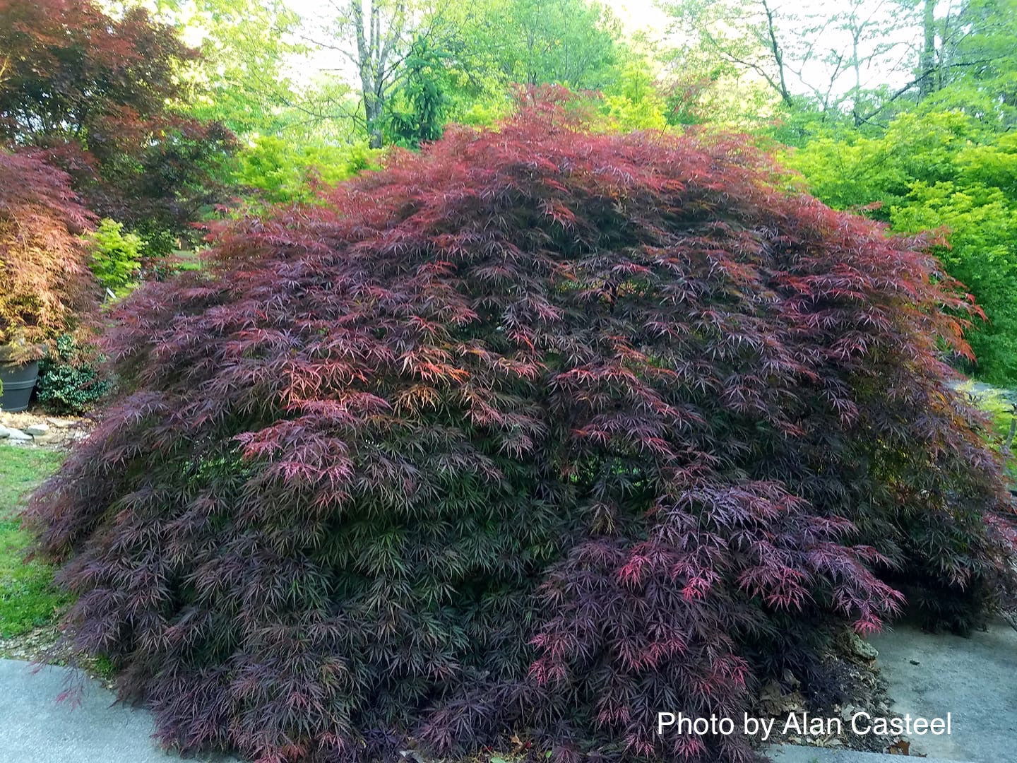 Acer palmatum 'Garnet' Japanese Maple