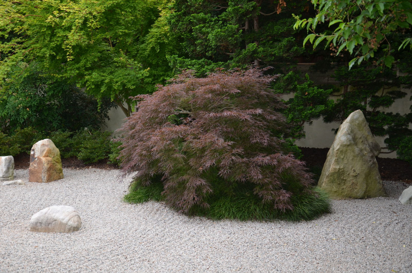 Acer palmatum 'Garnet' Japanese Maple