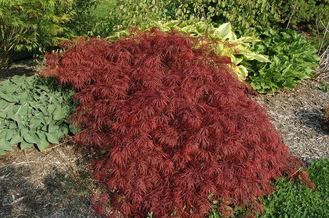 Acer palmatum 'Garnet' Japanese Maple