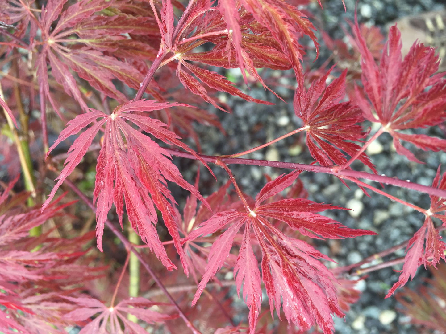 Acer palmatum 'Garnet' Japanese Maple