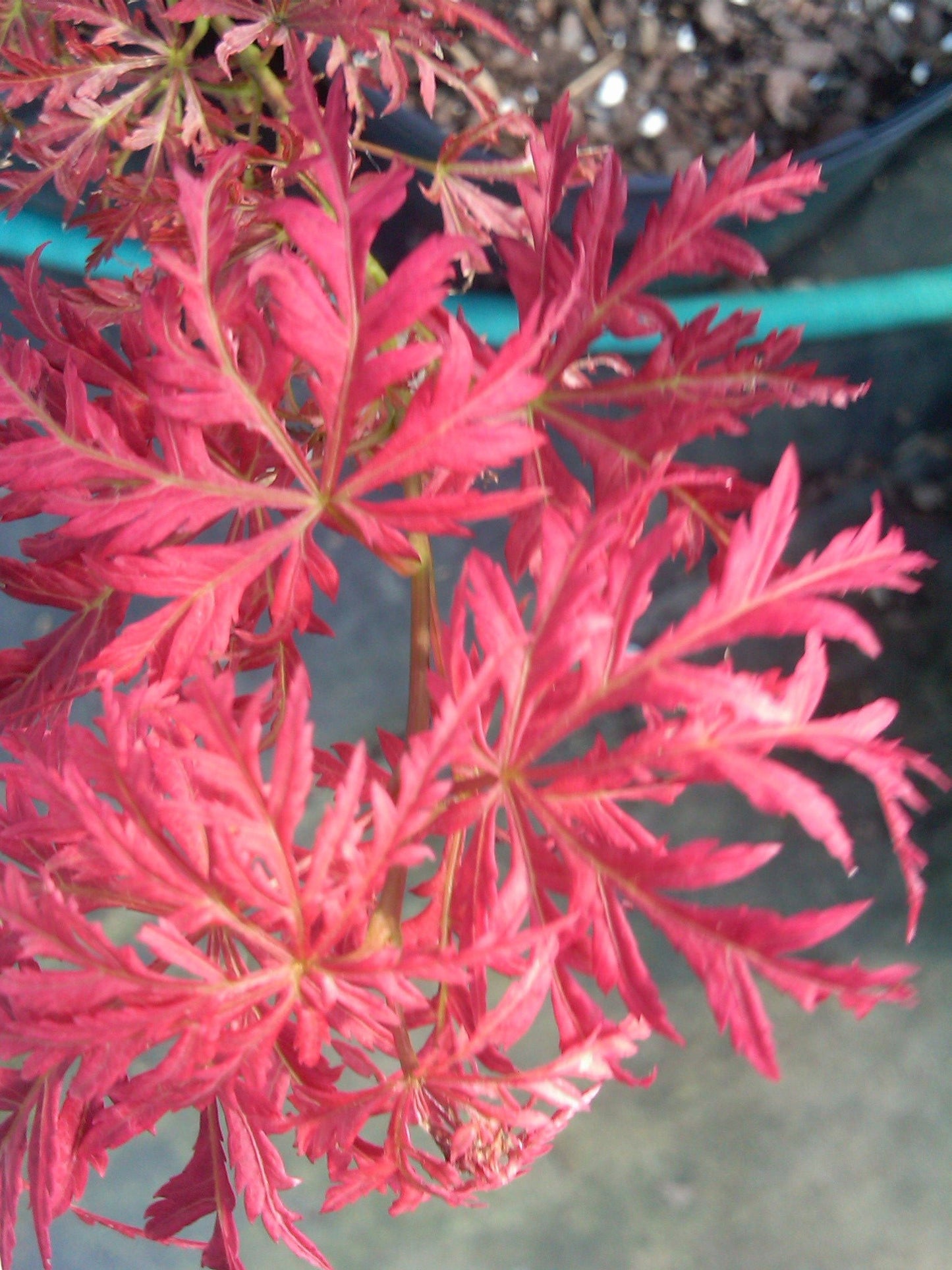 Acer palmatum 'Garnet' Japanese Maple