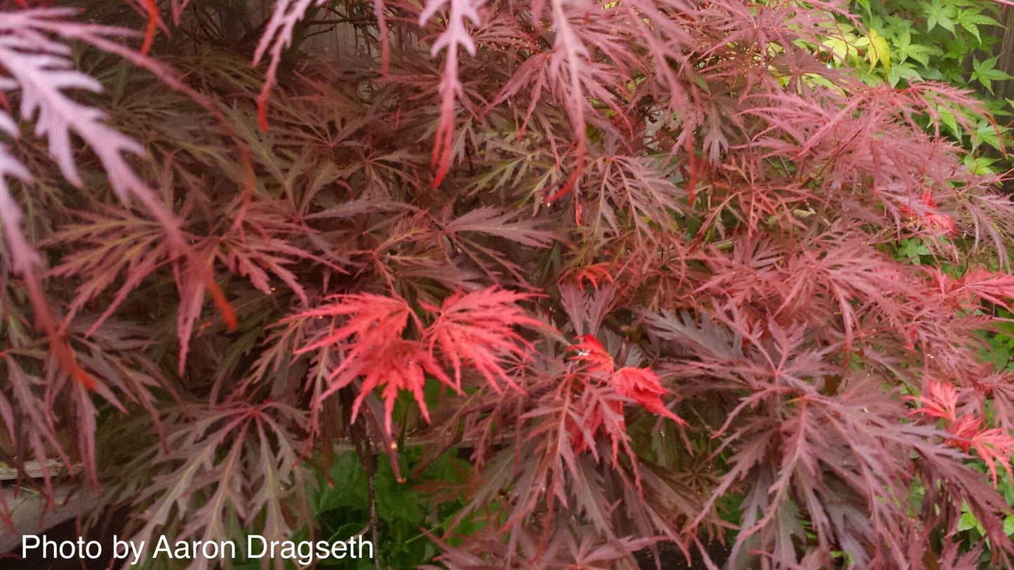 Acer palmatum 'Garnet' Japanese Maple