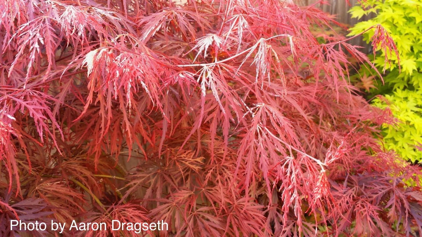 Acer palmatum 'Garnet' Japanese Maple