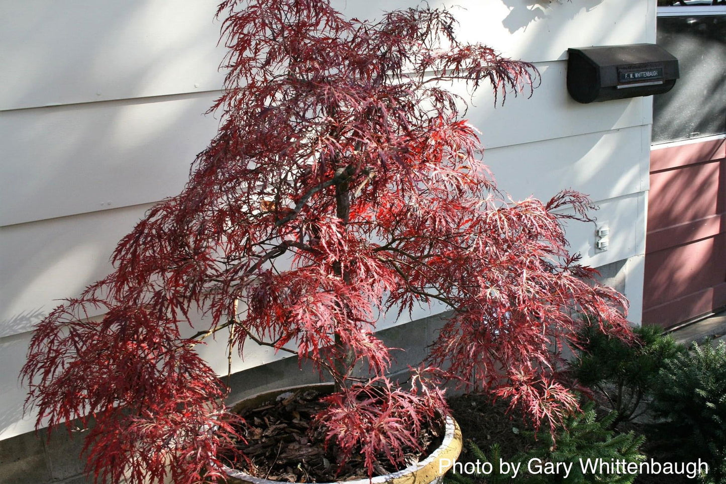 Acer palmatum 'Garnet' Japanese Maple