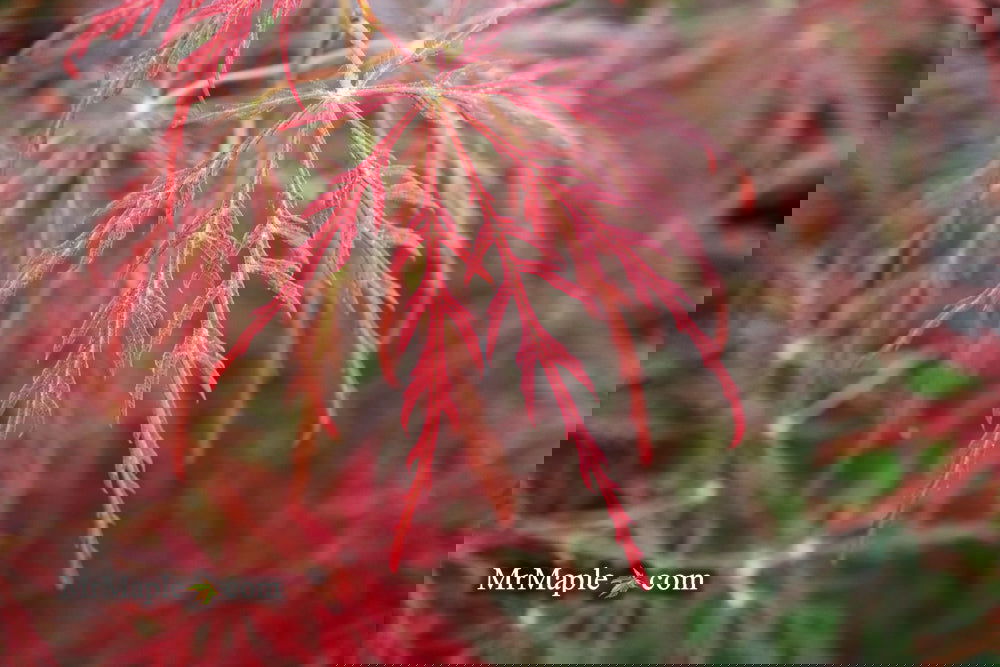 Acer palmatum 'Garnet' Japanese Maple