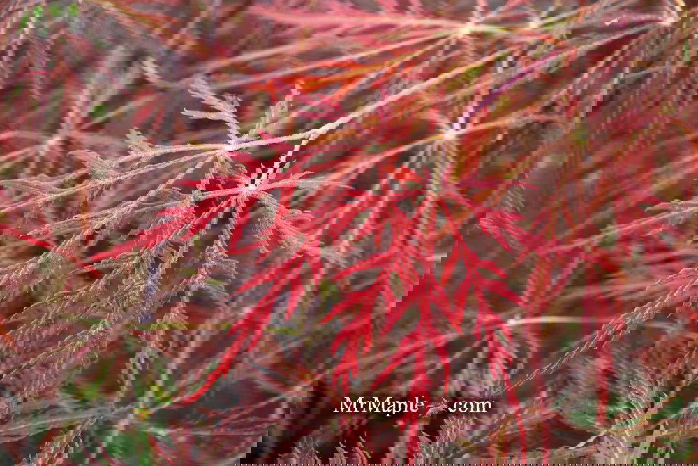 Acer palmatum 'Garnet' Japanese Maple