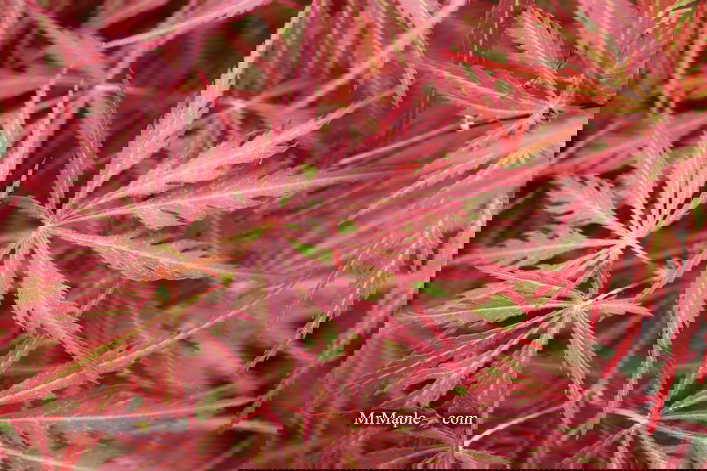 Acer palmatum 'Garnet' Japanese Maple
