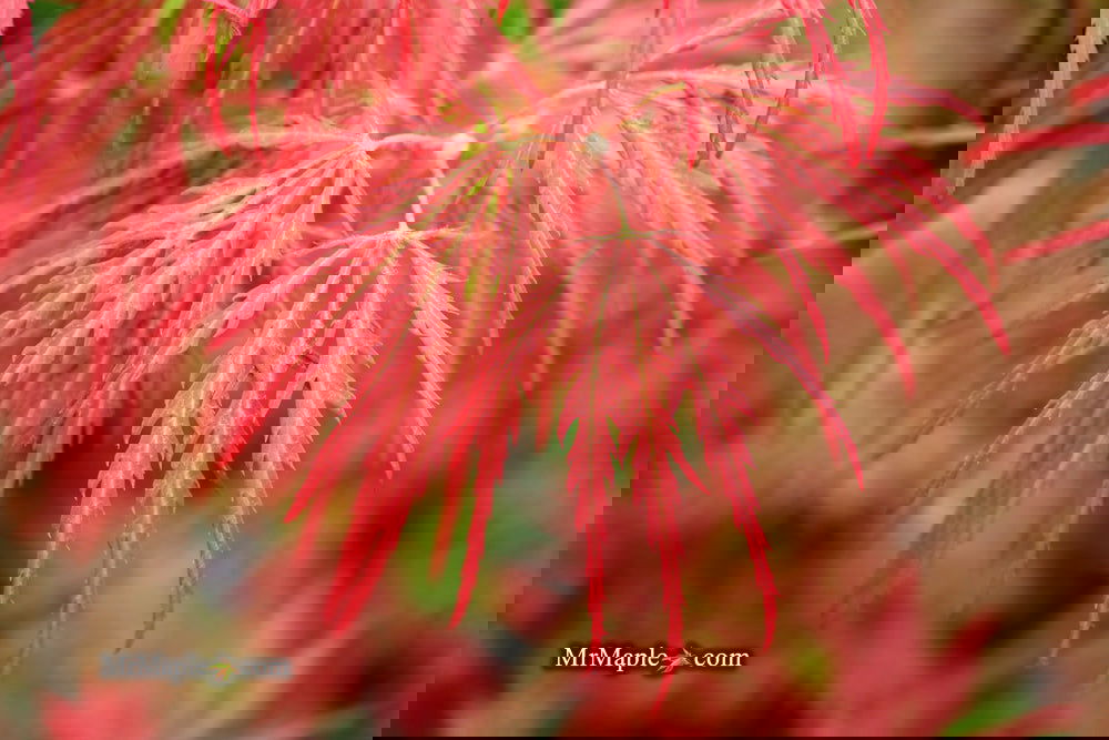 Acer palmatum 'Garnet' Japanese Maple