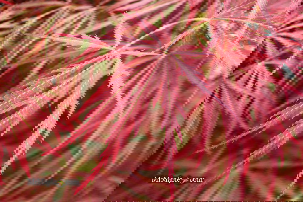 Acer palmatum 'Garnet' Japanese Maple