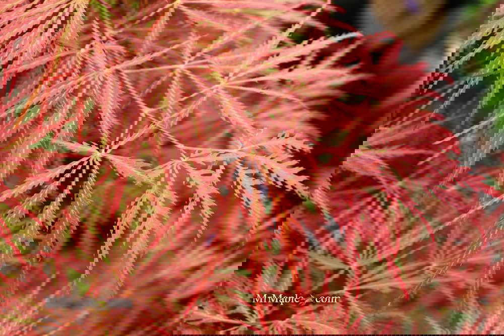 Acer palmatum 'Garnet' Japanese Maple