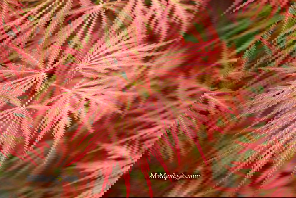 Acer palmatum 'Garnet' Japanese Maple