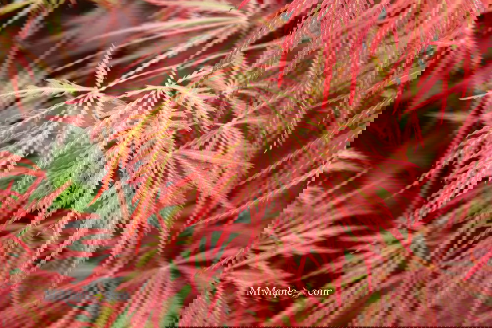 Acer palmatum 'Garnet' Japanese Maple