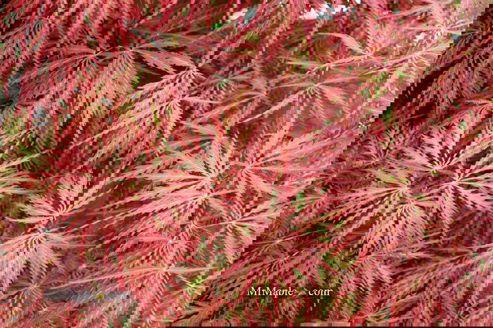 Acer palmatum 'Garnet' Japanese Maple