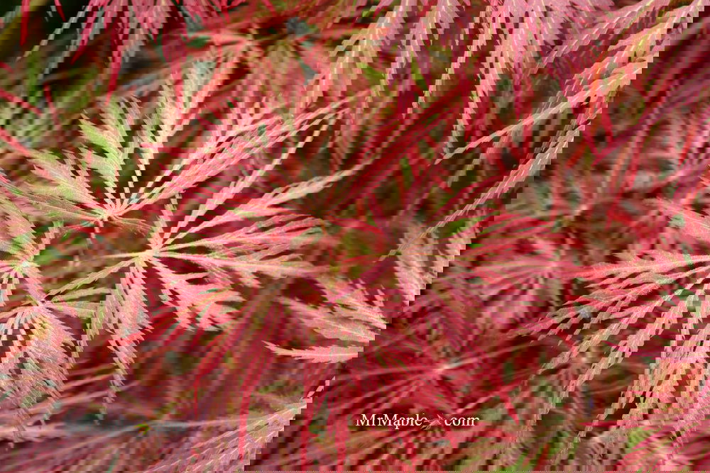 Acer palmatum 'Garnet' Japanese Maple
